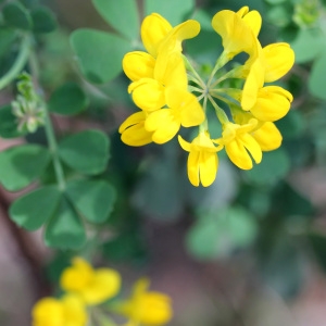 Photographie n°69448 du taxon Coronilla valentina subsp. glauca (L.) Batt. [1889]