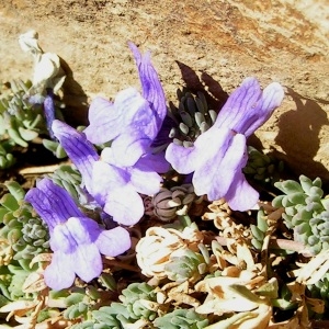 Photographie n°69463 du taxon Linaria alpina subsp. aciculifolia Braun-Blanq. [1945]