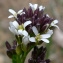  Bertrand BUI - Arabis planisiliqua (Pers.) Rchb. [1838]