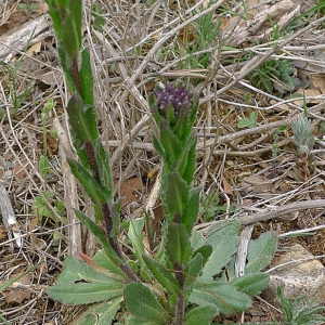 Photographie n°69466 du taxon Arabis planisiliqua (Pers.) Rchb. [1838]