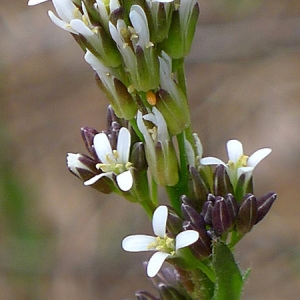 Photographie n°69467 du taxon Arabis planisiliqua (Pers.) Rchb. [1838]