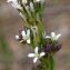  Bertrand BUI - Arabis planisiliqua (Pers.) Rchb. [1838]