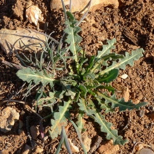 Photographie n°69480 du taxon Sisymbrium runcinatum Lag. ex DC. [1821]