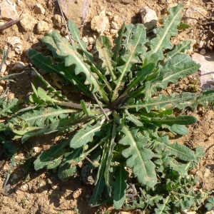 Photographie n°69481 du taxon Sisymbrium runcinatum Lag. ex DC. [1821]