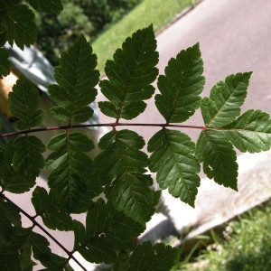 Photographie n°69489 du taxon Koelreuteria paniculata Laxm. [1772]