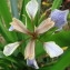  Marie-France CANIONI - Iris foetidissima L. [1753]