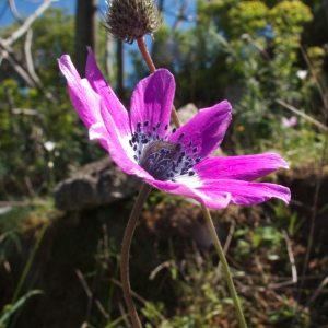 Photographie n°69538 du taxon Anemone hortensis subsp. hortensis