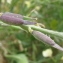  Marie  Portas - Eruca vesicaria subsp. sativa (Mill.) Thell. [1918]