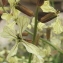  Marie  Portas - Eruca vesicaria subsp. sativa (Mill.) Thell. [1918]