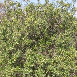 Photographie n°69553 du taxon Phillyrea angustifolia L. [1753]