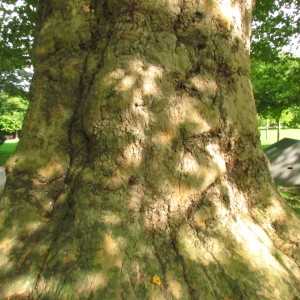 Photographie n°69558 du taxon Platanus x hispanica Mill. ex Münchh. [1770]