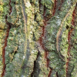 Photographie n°69568 du taxon Quercus cerris L. [1753]