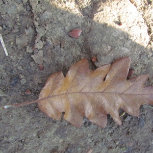 Photographie n°69571 du taxon Quercus cerris L. [1753]