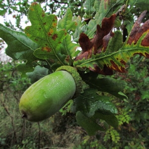 Photographie n°69582 du taxon Quercus robur L. [1753]