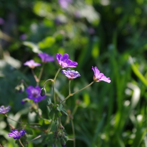 Photographie n°69592 du taxon Geranium pyrenaicum Burm.f.