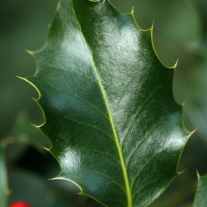 Photographie n°69594 du taxon Ilex aquifolium L. [1753]