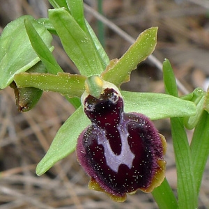 Photographie n°69604 du taxon Ophrys litigiosa E.G.Camus [1896]