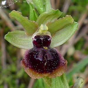 Photographie n°69605 du taxon Ophrys litigiosa E.G.Camus [1896]