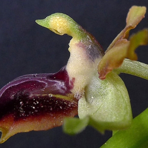 Photographie n°69607 du taxon Ophrys litigiosa E.G.Camus [1896]