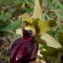  Bertrand BUI - Ophrys exaltata subsp. marzuola Geniez, Melki & R.Soca [2002]