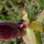  Bertrand BUI - Ophrys exaltata subsp. marzuola Geniez, Melki & R.Soca [2002]