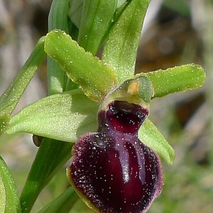 Photographie n°69622 du taxon Ophrys virescens Philippe [1859]