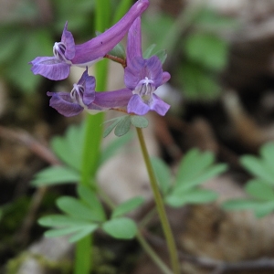 Photographie n°69642 du taxon Corydalis solida Sw. [1819]