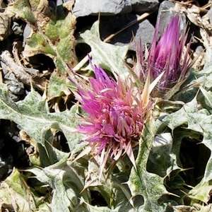 Photographie n°69655 du taxon Carduus carlinoides Gouan [1773]