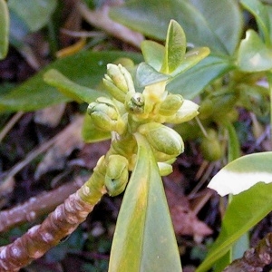 Photographie n°69658 du taxon Daphne laureola subsp. philippi (Gren.) Nyman [1881]