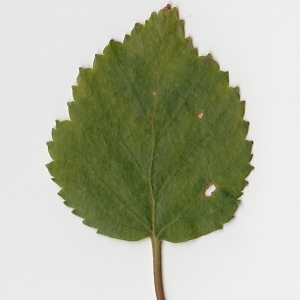 Photographie n°69667 du taxon Betula pubescens Ehrh. [1791]