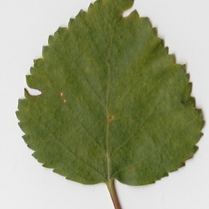 Photographie n°69668 du taxon Betula pubescens Ehrh. [1791]