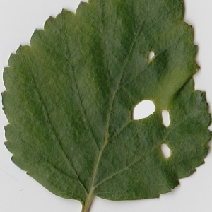 Photographie n°69676 du taxon Betula pubescens Ehrh. [1791]