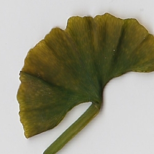 Photographie n°69692 du taxon Ginkgo biloba L. [1771]
