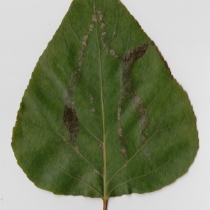 Photographie n°69704 du taxon Populus trichocarpa Torr. & A.Gray ex Hook. [1852]