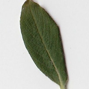 Photographie n°69710 du taxon Salix cinerea L. [1753]