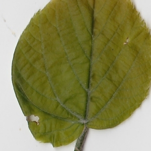 Photographie n°69712 du taxon Tilia platyphyllos Scop. [1771]