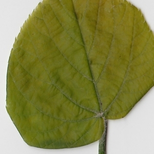 Photographie n°69713 du taxon Tilia platyphyllos Scop. [1771]