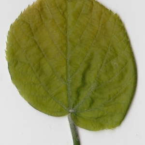 Photographie n°69714 du taxon Tilia platyphyllos Scop. [1771]