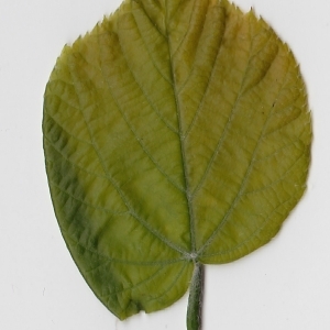 Photographie n°69715 du taxon Tilia platyphyllos Scop. [1771]