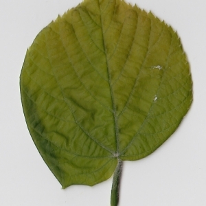 Photographie n°69717 du taxon Tilia platyphyllos Scop. [1771]