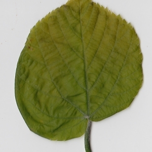Photographie n°69718 du taxon Tilia platyphyllos Scop. [1771]