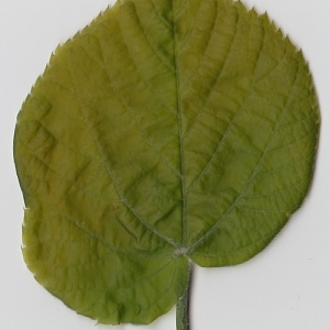 Photographie n°69719 du taxon Tilia platyphyllos Scop. [1771]