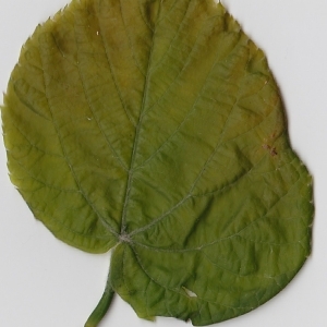 Photographie n°69720 du taxon Tilia platyphyllos Scop. [1771]