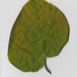 Photographie n°69721 du taxon Tilia platyphyllos Scop. [1771]