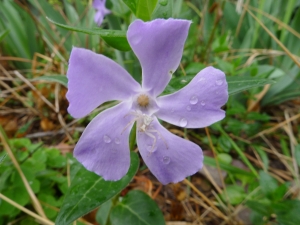 Pauline SIDAWY, le  6 avril 2012 (Montferrier-sur-Lez)