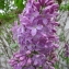  Pauline SIDAWY - Syringa vulgaris L. [1753]