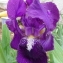  Pauline SIDAWY - Iris germanica L. [1753]