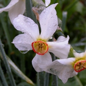Photographie n°69758 du taxon Narcissus poeticus L.