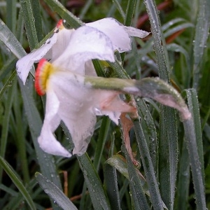 Photographie n°69759 du taxon Narcissus poeticus L.