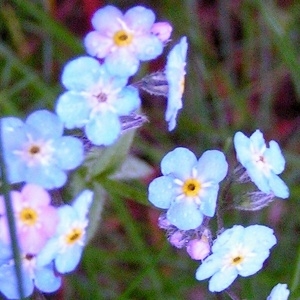 Photographie n°69761 du taxon Myosotis alpestris F.W.Schmidt [1794]